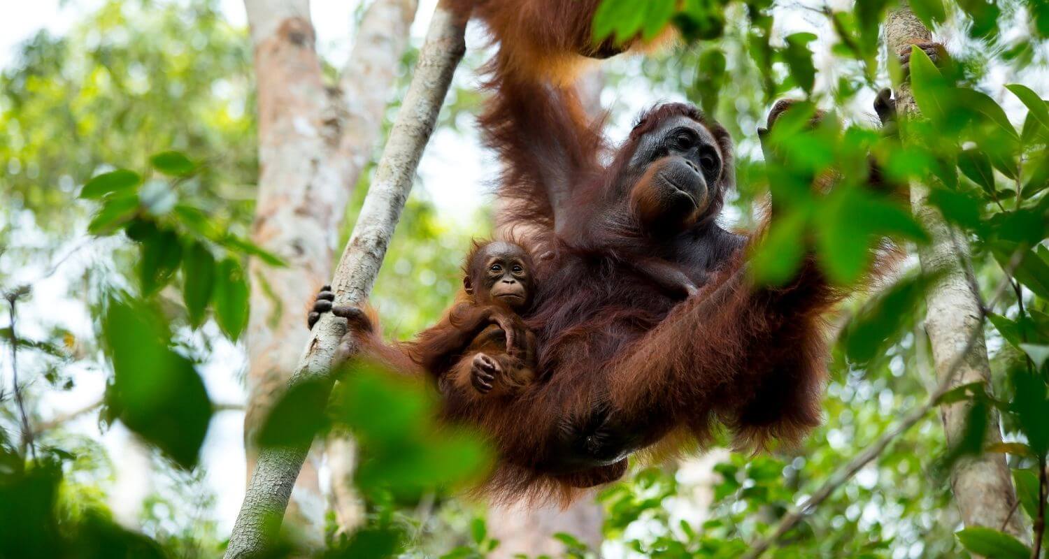 Orangutans how palm oil is causing destruction